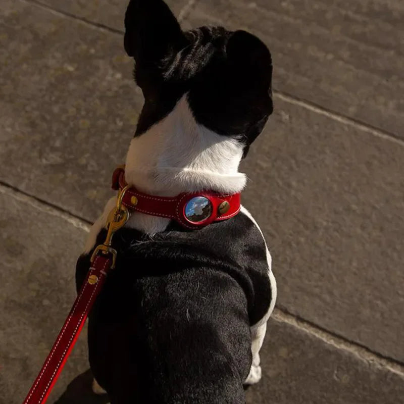 Dog wearing red leather collar with integrated AirTag holder